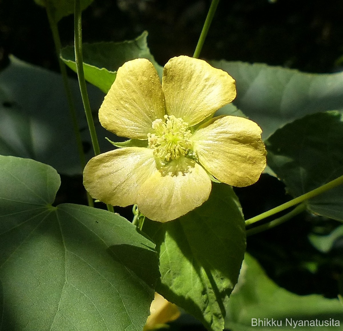 Abutilon subumbellatum Philcox